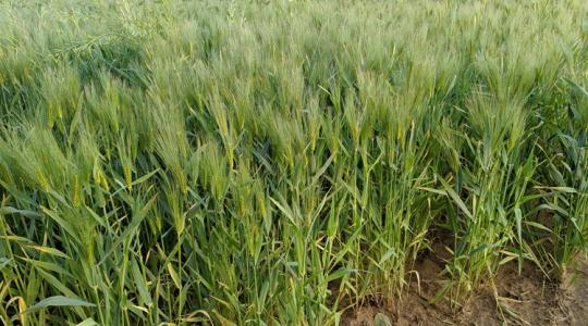 Színváltó búza a láthatáron: szabad szemmel látszik majd, ha baj van