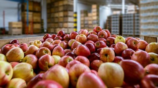 Kritikus hetek jönnek az almapiacon