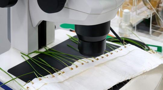 Amiért a külföldi szakemberek is Budapestre jönnek: világszínvonalú vetőmag-minősítés Magyarországon