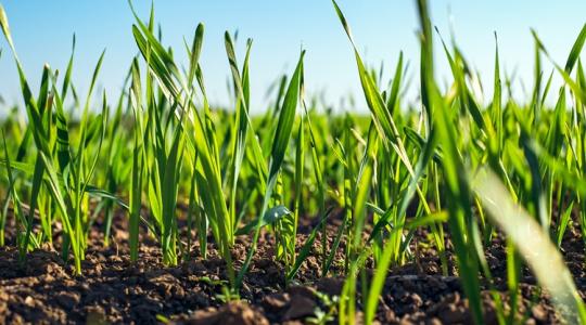 Nagy István: Felpörgött az agrártámogatások rendszere