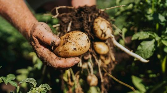 Nincs, aki szüreteljen: megoldás érkezhet Indiából a magyar kertekbe +KÉRDŐÍV