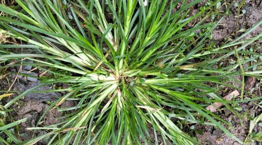 Veszélyes tempóban terjed a mandulapalka, de itt a megoldás!