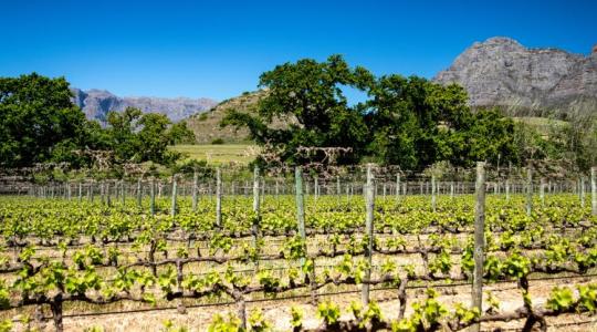 Aranyat érnek a zártkertek? Brutális árugrást hozott az Otthon Start