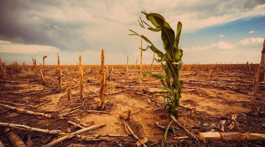 Magyarország a tűzvonalban: hazánk az aszály és a hőség egyik legkitettebb régiója