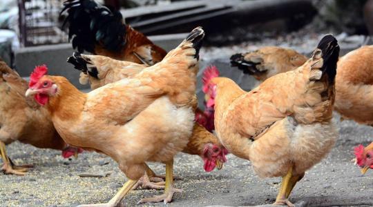 Fellélegezhet az Alföld: hatalmas területen oldotta fel a korlátozásokat a Nébih