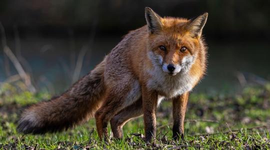 Vigyázat: indul a rókavakcinázás – jön a legeltetési tilalom és az ebzárlat!