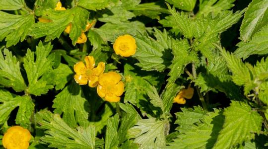 Figyelj oda! A csalán és a boglárka is komoly problémát jelez a kertedben!