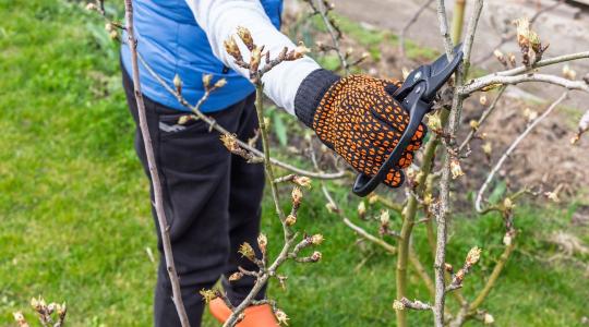 Metszési kisokos 2026: így alakítsd ki a tökéletes koronát és a fenntartható termést