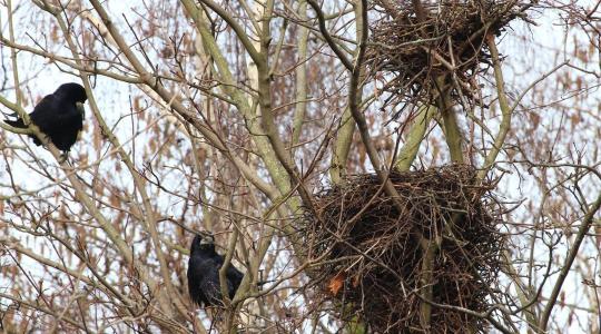 Országos varjúleltár: összefog a tudomány és a lakosság a fészekkolóniák felmérésére