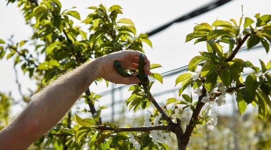 Figyelj rá oda! Ha így metszed meg a meggyfát, bőséges termést hoz!
