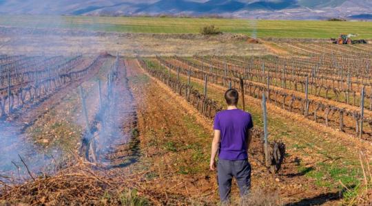 Növényorvosi Kamara: Nem technológiai kérdés a venyige sorsa, hanem a túlélés záloga