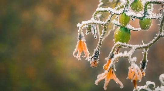 Megsemmisült ültetvények: letarolta a fagy a napsütésről és melegről híres államot
