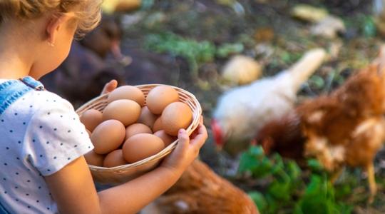 Dugig leszel D-vitaminnal, ha így eszed a tojást!