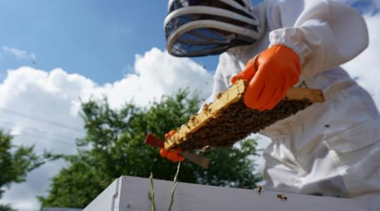 Súlyos betegség jelent meg Békésben a méhek közt