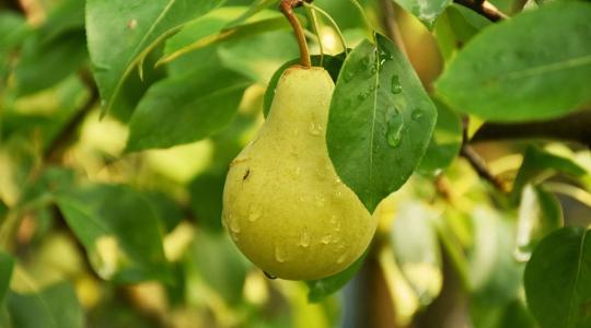 Lemaradsz a szezon kedvencéről! Már csak heteid maradtak, hogy ilyen körtét vegyél
