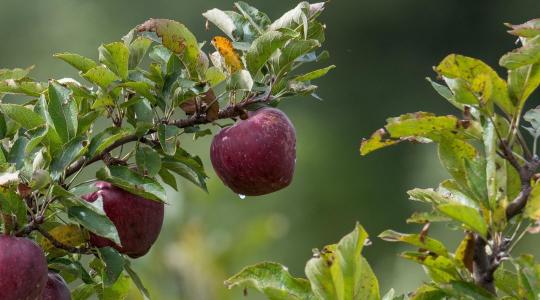 Szigorú tiltólista az EU-ban: egy népszerű gombaölő végleg kiesik a technológiából