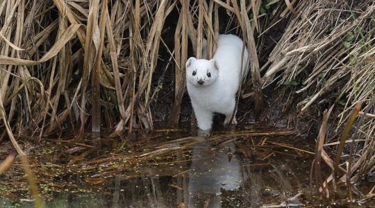 Sikerült lencsevégre kapni: olyan állat bukkant fel Somogyban, amit alig látni a természetben