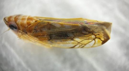 Hiába reménykednek sokan: a kabócák túlélték a telet