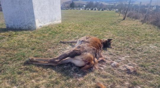 Farkastámadás Martonyiban: menekülő szarvasok törték át a temető kerítését