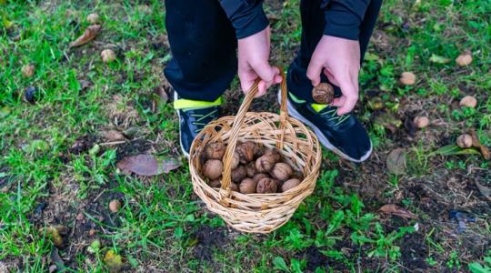 Egyetlen udvarról sem hiányozhatott: miért ültettek diófát a parasztudvarokban?