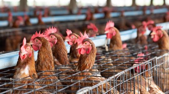 Tarol a járvány: sorra dőlnek be a nagy német baromfitelepek