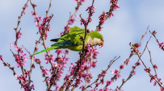 3 napos előrejelzés: Mire megnyugodnánk, hogy itt a tavasz, újra van miért aggódni