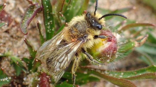 Apró lyukak és zümmögés a gyepen? Ne ijedj meg – ez a legjobb, ami a kerteddel történhetett!