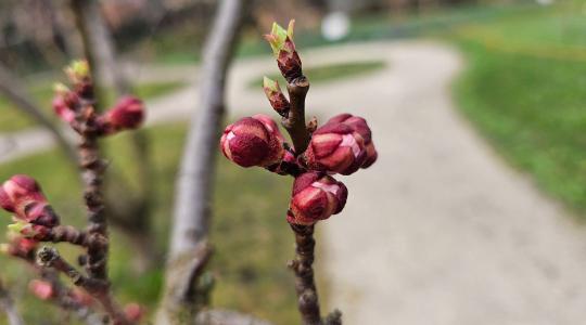Versenyfutás az idővel: meddig végezhető el biztonsággal a lemosó permetezés?