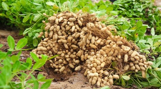 A legkeresettebb fehérjebomba ez a növény, mégis fogy a lelkesedésük az amerikai termesztőknek