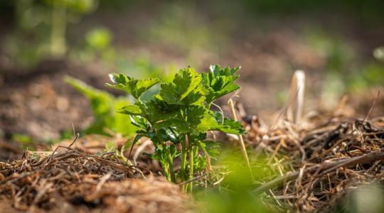 A talaj „élete” tél végén: mi történik a felszín alatt valójában?