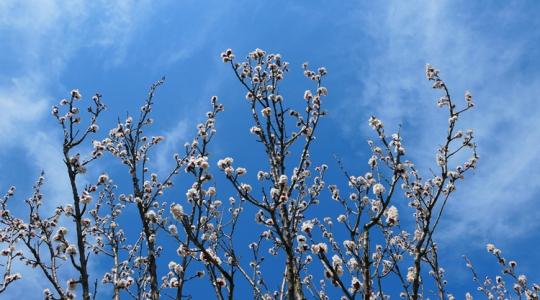 Időjárás: Ne tedd el a kabátot, sőt a barackfára is adj egyet +VIDEÓ