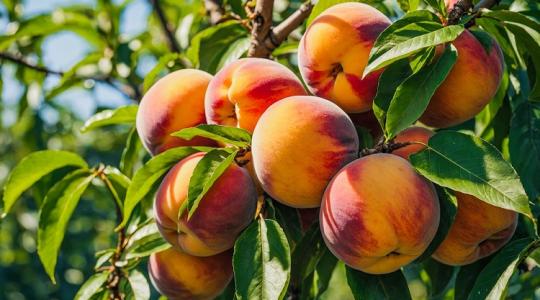 Van őszibarackfád? Akkor ezt tedd most vele, és rengeteg lesz a termése!