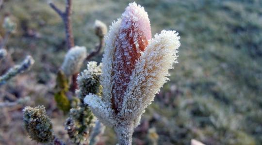 Kisüt a nap, de sovány vigasz: a fagyon és a szeles időn nem segít