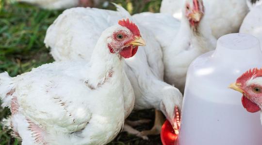 14 napos kerülőút és egekbe szökő költségek: ez a konfliktus átírja a baromfiipar jövőjét