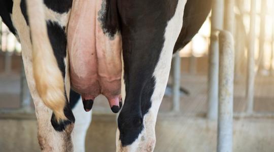 Reménysugár: július óta nem láttunk ilyet a tejpiacon