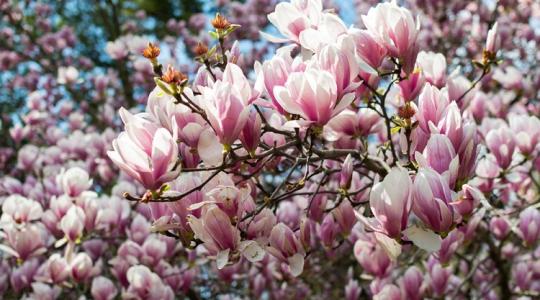 Félted a magnóliát a tavaszi hajnali fagyoktól? Itt a megoldás!