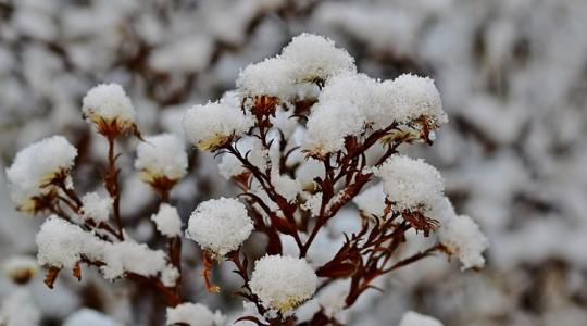 A hónyomás 5 jele: mikor kell azonnal beavatkozni a fáknál?