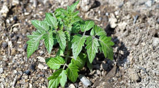 A legtöbben itt rontják el a palántavásárlást – te ne tartozz közéjük!