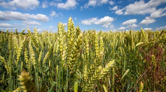 Módszer, amivel génszerkesztett, mégsem GMO a magyar búza