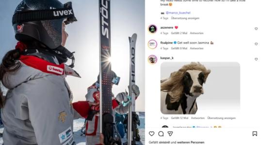 "Kiütéses győzelem" az istállóban: egy mozdulattal lenullázta a síző szezonját ez a tehén