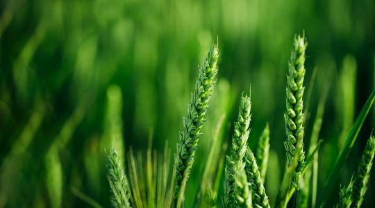 Most dől el a kalászosok sorsa: ne várja meg az első tüneteket a búzában!