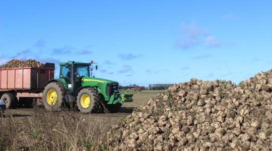 Mentőöv a cukorrépásoknak: nem kell aggódni a vetőmag-csávázás miatt
