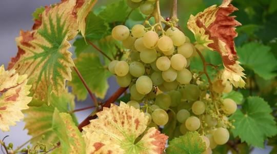 Aranyszínű sárgaság: Egyetlen elhibázott tavaszi lépés az egész ültetvényébe kerülhet