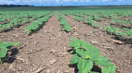 A sikeres napraforgó-termesztés alapja: korai gyomirtás 