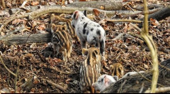 Ha ezt látod az erdőben, azonnal fordulj vissza: életveszélyes lehet a találkozás!