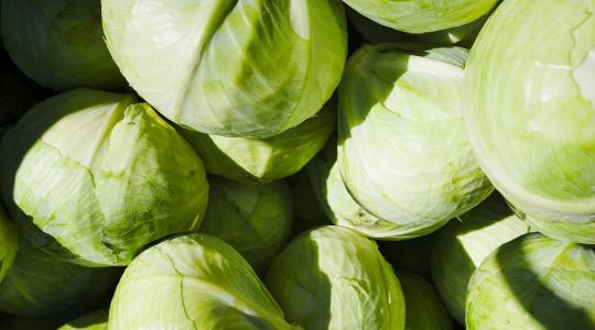 Sosem látott mélyponton a lengyel káposzta: drágulás helyett árzuhanás jött tavasszal