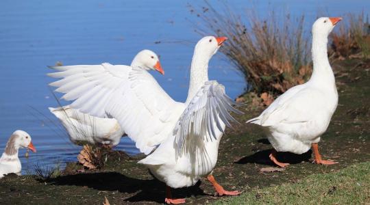 Már 20 éve tart a harc a gyilkos madárinfluenza ellen