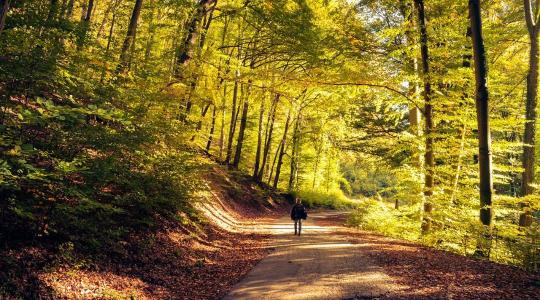Klímaválság a Mecsekben: az örökerdő lehet a túlélés egyetlen záloga?