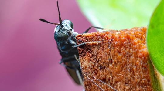 Iskolai menzákra küldenék a rovarfehérjét – ez mentheti meg az iparágat?