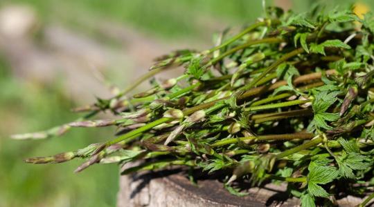 400 ezer forintot érő csemege a patakpartról: így gyűjtsd a komlóspárgát!